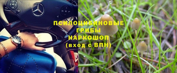 прущие грибы Алзамай